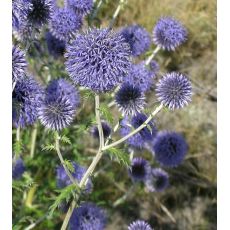 Echinops ritro 'Platinum Blue' - ježibaba belasá 'Platinum Blue' (syn. E.r. subsp. ruthenicus 'Platinum Blue')