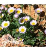 Erigeron compositus - turica