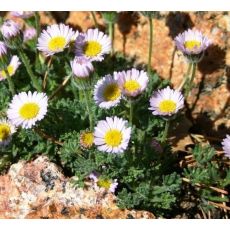 Erigeron compositus - turica