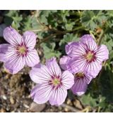 Geranium cinereum 'Alice' - pakost sivý 'Alice'