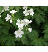 Geranium sylvaticum 'Album' - pakost lesný 'Album'