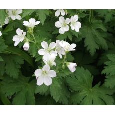 Geranium sylvaticum 'Album' - pakost lesný 'Album'