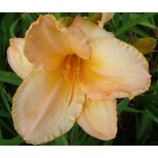 Hemerocallis 'Helle Berlinerin' - ľaliovka 'Helle Berlinerin'