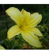 Hemerocallis 'Hyperion' - ľaliovka 'Hyperion'