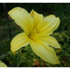 Hemerocallis 'Hyperion' - ľaliovka 'Hyperion'