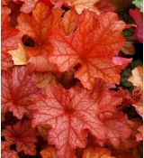 Heuchera × hybrida 'Paprika'