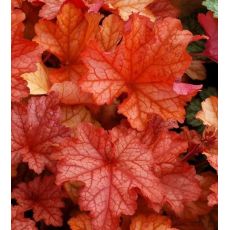 Heuchera × hybrida 'Paprika'