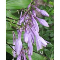 Hosta minima- funkia minima