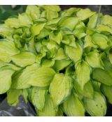 Hosta 'Cracker Crumbs' - funkia 'Cracker Crumbs'