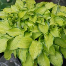 Hosta 'Cracker Crumbs' - funkia 'Cracker Crumbs'