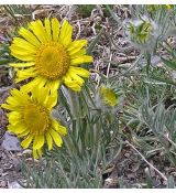 Hymenoxys grandiflora (syn. Actinella grandiflora)