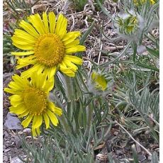 Hymenoxys grandiflora (syn. Actinella grandiflora)