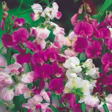 Lathyrus latifolius 'Pearl Mix' - hrachor širokolistý 'Pearl Mix'