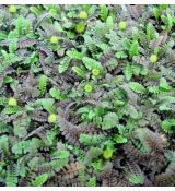 Leptinella potentillina (syn. Cotula potentillina)
