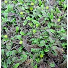 Leptinella potentillina (syn. Cotula potentillina)