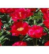 Paeonia lactiflora 'Blaze' - pivonka čínska 'Blaze'