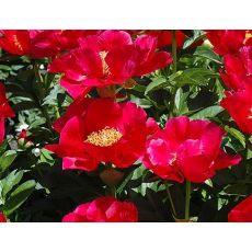 Paeonia lactiflora 'Blaze' - pivonka čínska 'Blaze'