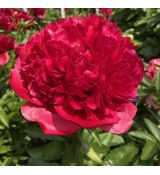 Paeonia lactiflora 'Command Performance' - pivonka čínska 'Command Performance'