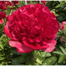 Paeonia lactiflora 'Command Performance' - pivonka čínska 'Command Performance'