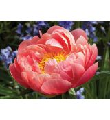 Paeonia lactiflora 'Coral Sunset' - pivonka čínska 'Coral Sunset'