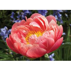 Paeonia lactiflora 'Coral Sunset' - pivonka čínska 'Coral Sunset'