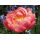 Paeonia lactiflora 'Coral Sunset' - pivonka čínska 'Coral Sunset'