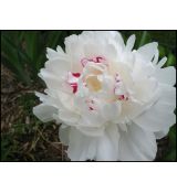 Paeonia lactiflora 'Festiva Maxima' - pivonka čínska 'Festiva Maxima'
