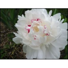 Paeonia lactiflora 'Festiva Maxima' - pivonka čínska 'Festiva Maxima'