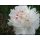 Paeonia lactiflora 'Festiva Maxima' - pivonka čínska 'Festiva Maxima'