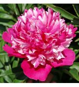 Paeonia lactiflora 'Celebrity Trademark' - pivonka čínska 'Celebrity Trademark'