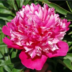 Paeonia lactiflora 'Celebrity Trademark' - pivonka čínska 'Celebrity Trademark'