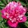 Paeonia lactiflora 'Celebrity Trademark' - pivonka čínska 'Celebrity Trademark'