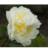 Paeonia lactiflora 'Chedar Cheese' - pivonka čínska 'Chedar Cheese'