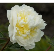 Paeonia lactiflora 'Chedar Cheese' - pivonka čínska 'Chedar Cheese'