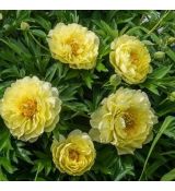 Paeonia 'Itoh Bartzella' - pivonka 'Itoh Bartzella'
