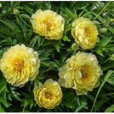 Paeonia 'Itoh Bartzella' - pivonka 'Itoh Bartzella'