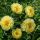 Paeonia 'Itoh Bartzella' - pivonka 'Itoh Bartzella'