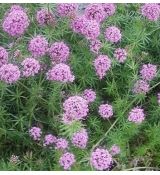 Phuopsis stylosa (syn. Crucianella stylosa)