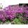 Thymus praecox 'Red Carpet' - dúška včasná 'Red Carpet'