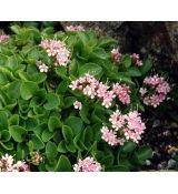 Valeriana supina - valeriána