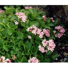 Valeriana supina - valeriána