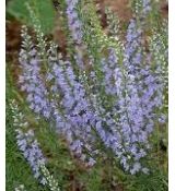 Veronica pinnata 'Blue Feathers' - veronica 'Blue Feathers'