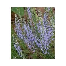 Veronica pinnata 'Blue Feathers' - veronica 'Blue Feathers'