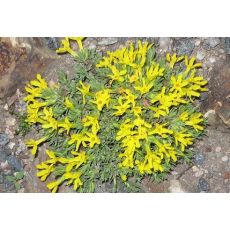 Vitaliana primuliflora subsp. tridentata  (syn. Douglasia vitaliana subsp. tridentata)