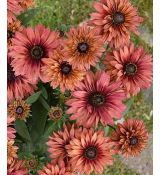 Rudbeckia 'Flamenco Dark Orange' - rudbekia 'Flamenco Dark Orange'