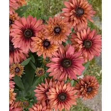 Rudbeckia 'Flamenco Dark Orange' - rudbekia  'Flamenco Dark Orange'