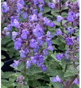 Nepeta × faassenii 'Purrsian Blue' - kocúrnik záhradný 'Purrsian Blue'