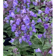 Nepeta × faassenii 'Purrsian Blue' - kocúrnik záhradný 'Purrsian Blue'