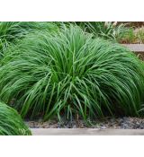 Carex oshimensis 'Greenwell' - ostrica ošimenská 'Greenwell'