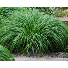 Carex oshimensis 'Greenwell' - ostrica ošimenská  'Greenwell'